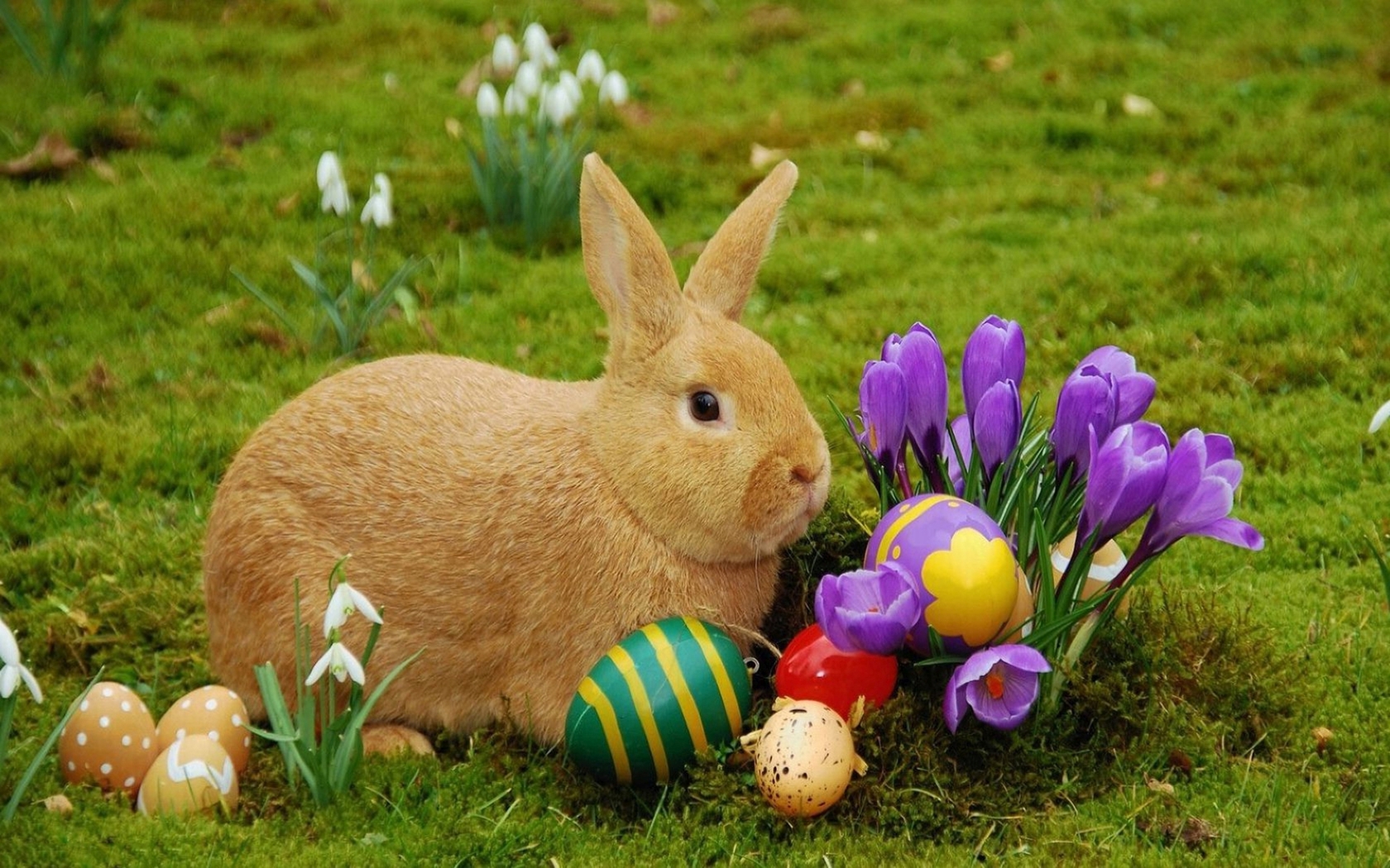 Pictures Of Easter Rabbit 31